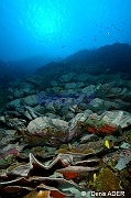 Turbinaria mesenterina Dendrophyle grande feuille ambiance Wakatobi Wangi Island-36m-20180601-Denis-ADER-DSC_2836_tn